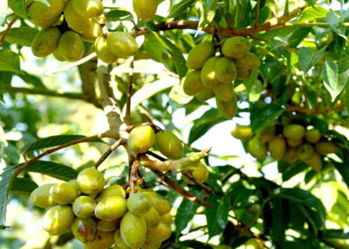 曾卖8万一颗，如今又被带火，果实800元一斤，又要跟风了