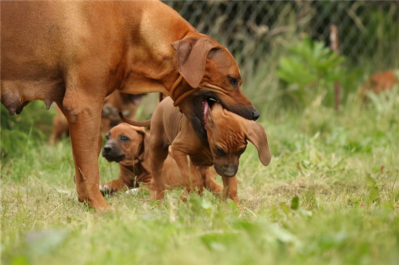 养狗多年才明白，母狗把狗崽“叼给”你，并非因为信任你