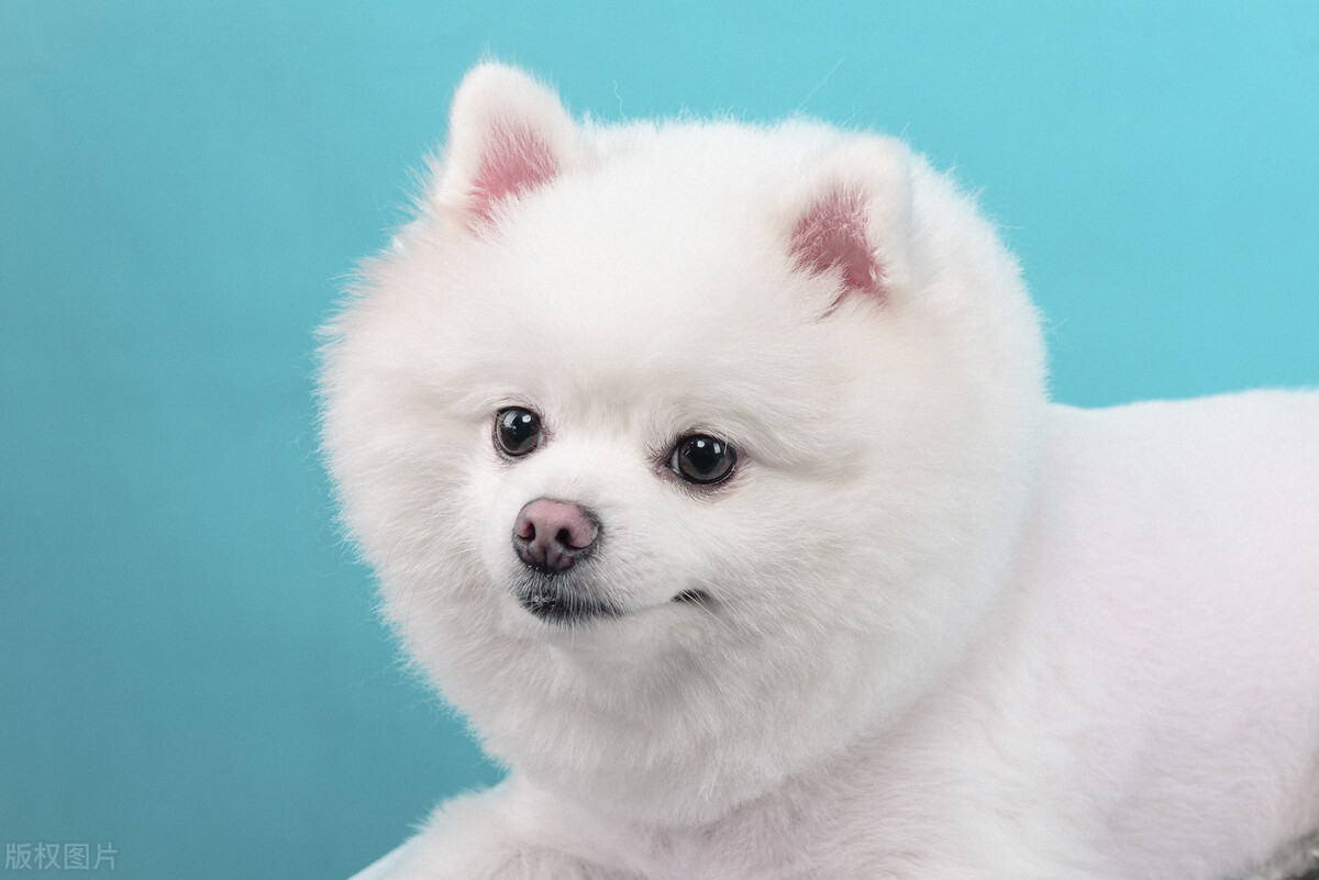 狗狗走了,我们伤心的厉害,怎么缓解这种伤心呢?