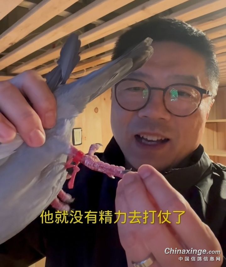 如何避免种鸽在窝里打架,怎么控制鸽子不乱落