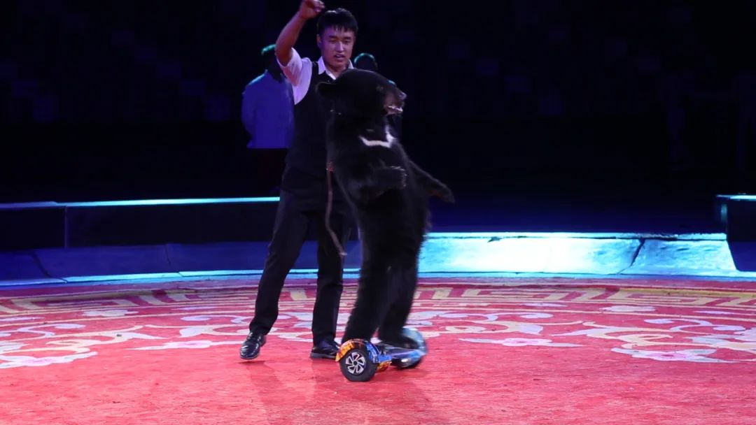 麦吉庄园国际马戏在哪演出过,麦咭庄园马戏团小丑嘉年华