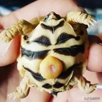 你见过猫咪吞口水吗,猫咪有肚脐眼吗