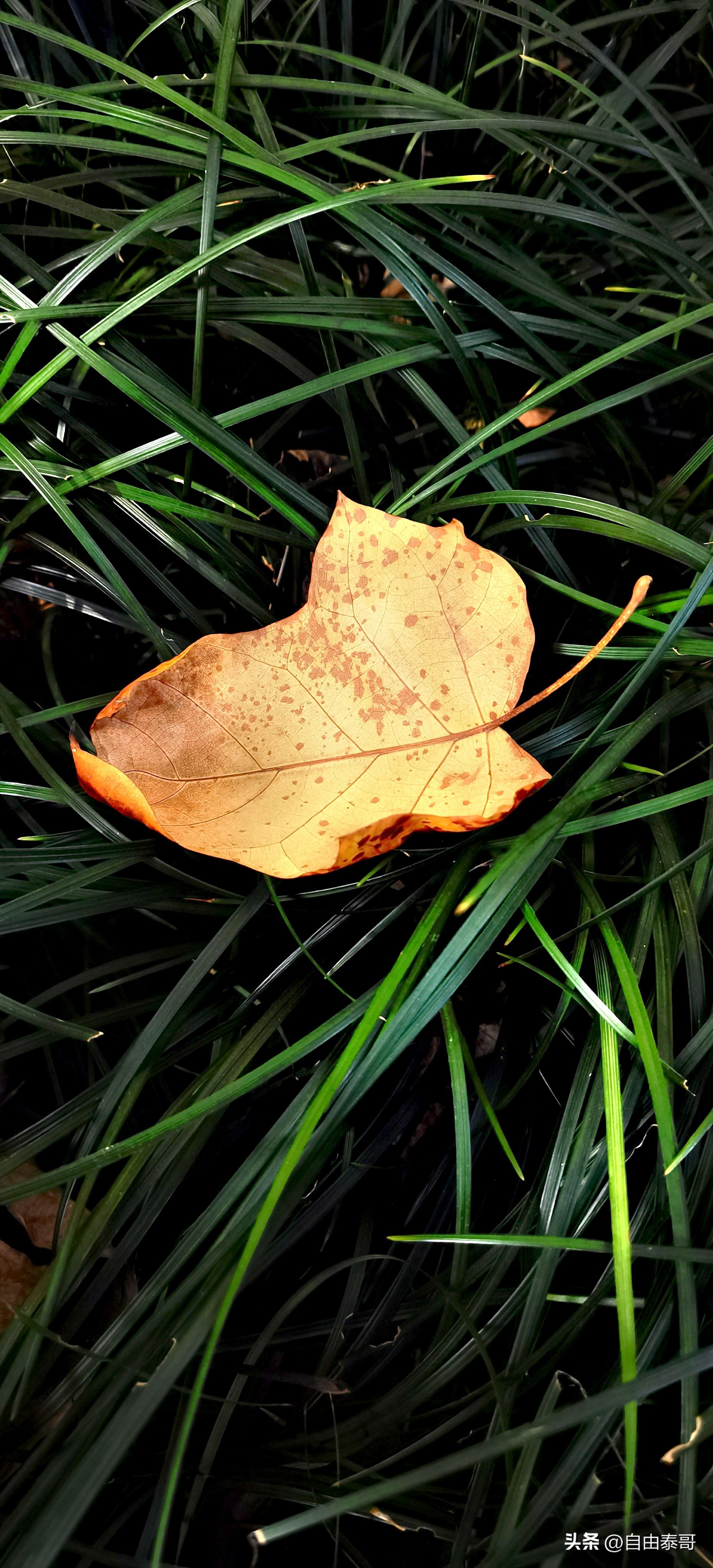 临平最大的亲水公园,临平最好公园排名