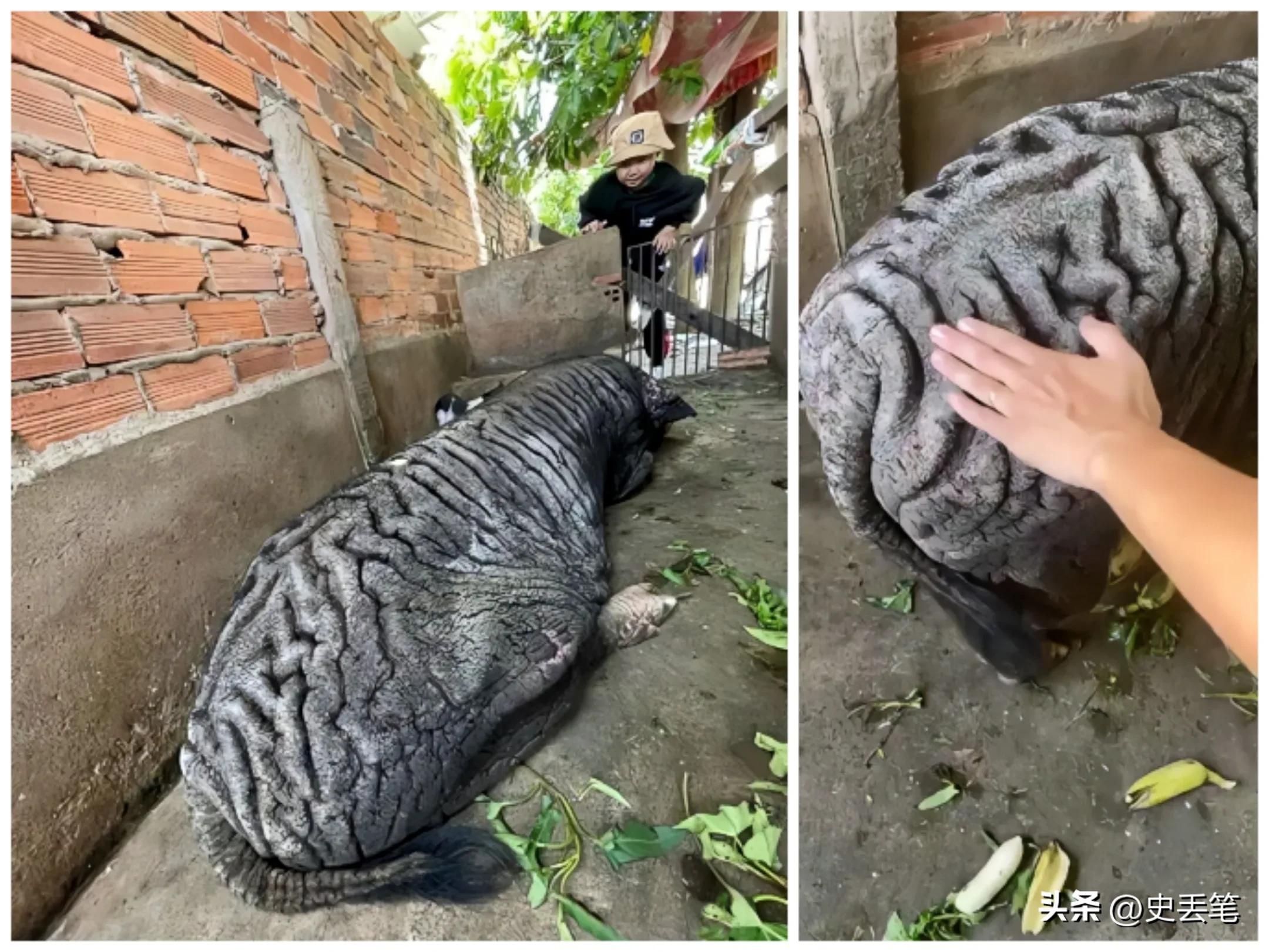 越南大妈家里养了只皱皮老母猪，称低于115万坚决不卖