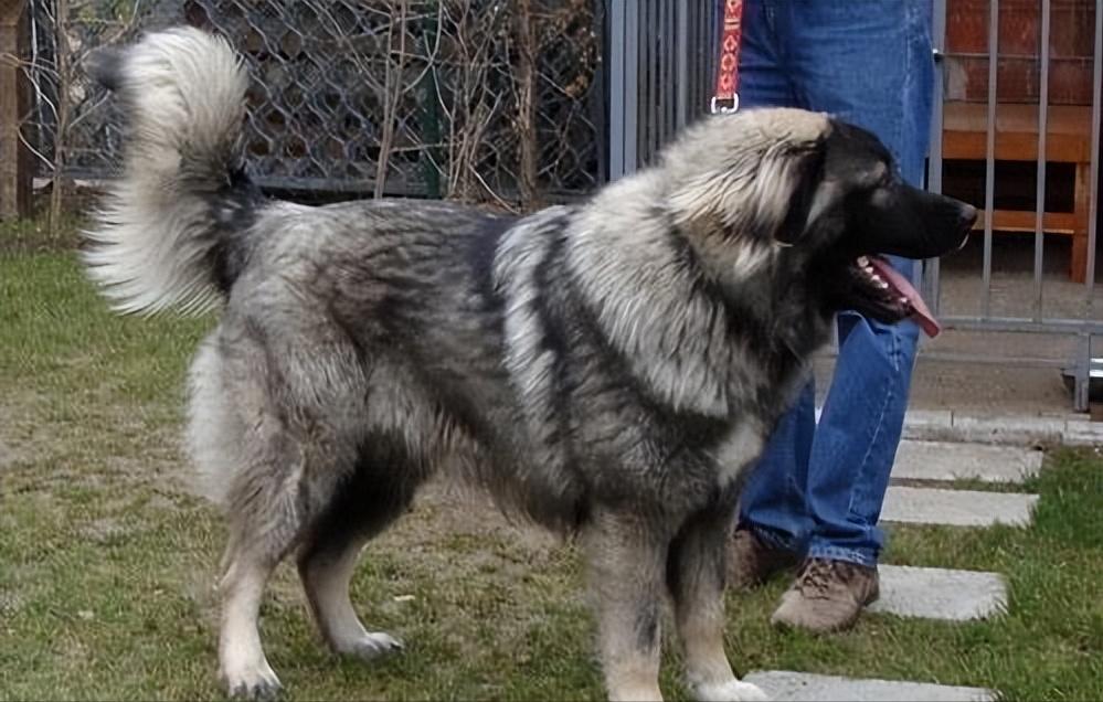 世界上最猛的藏獒,世界排名前十的藏獒猛犬