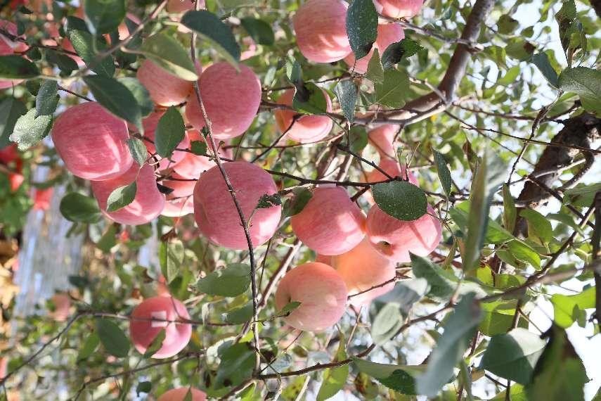 苹果根腐病不要慌，一文了解发生的原因及防治方法！