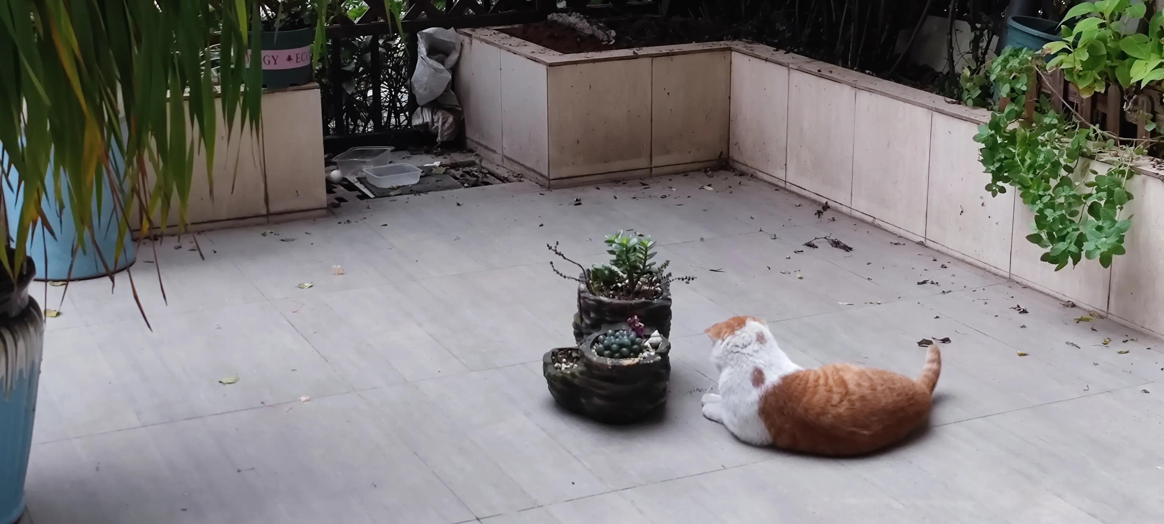 流浪猫受伤了怎么办找谁,铁岭流浪猫的救助电话