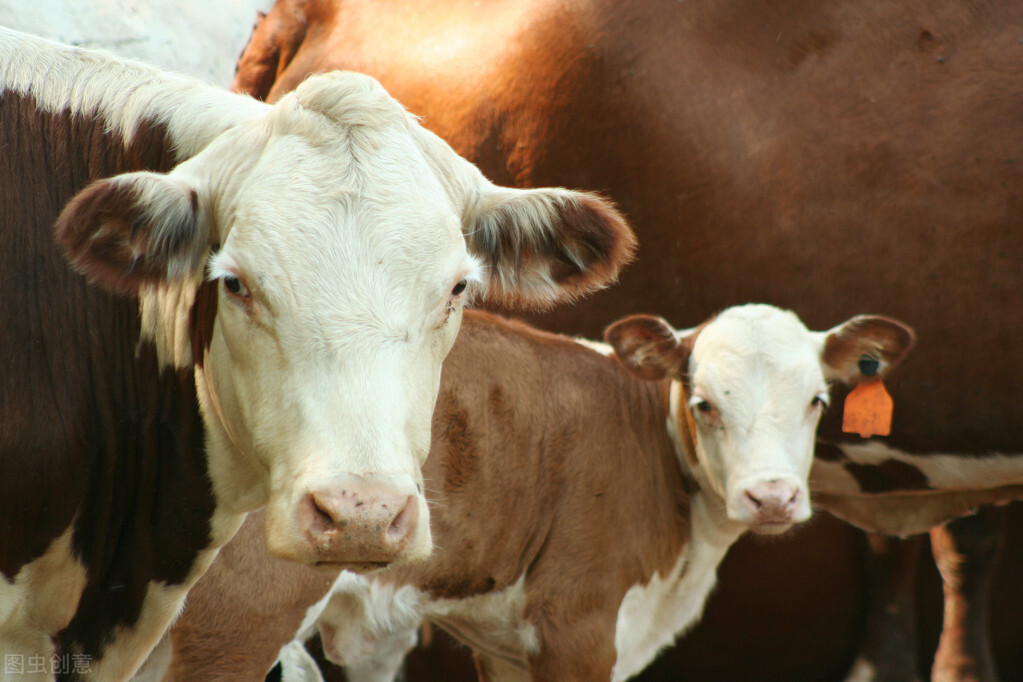 犊牛霉菌毒素中毒症状和治疗,怀孕母牛霉菌中毒怎么治最有效