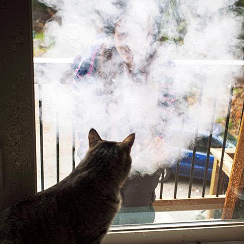 养猫产生的副作用你中招了吗,兽医对于猫的小贴士