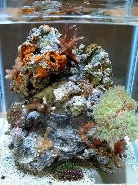 海水珊瑚缸鹦鹉螺,海水缸珊瑚视频大全