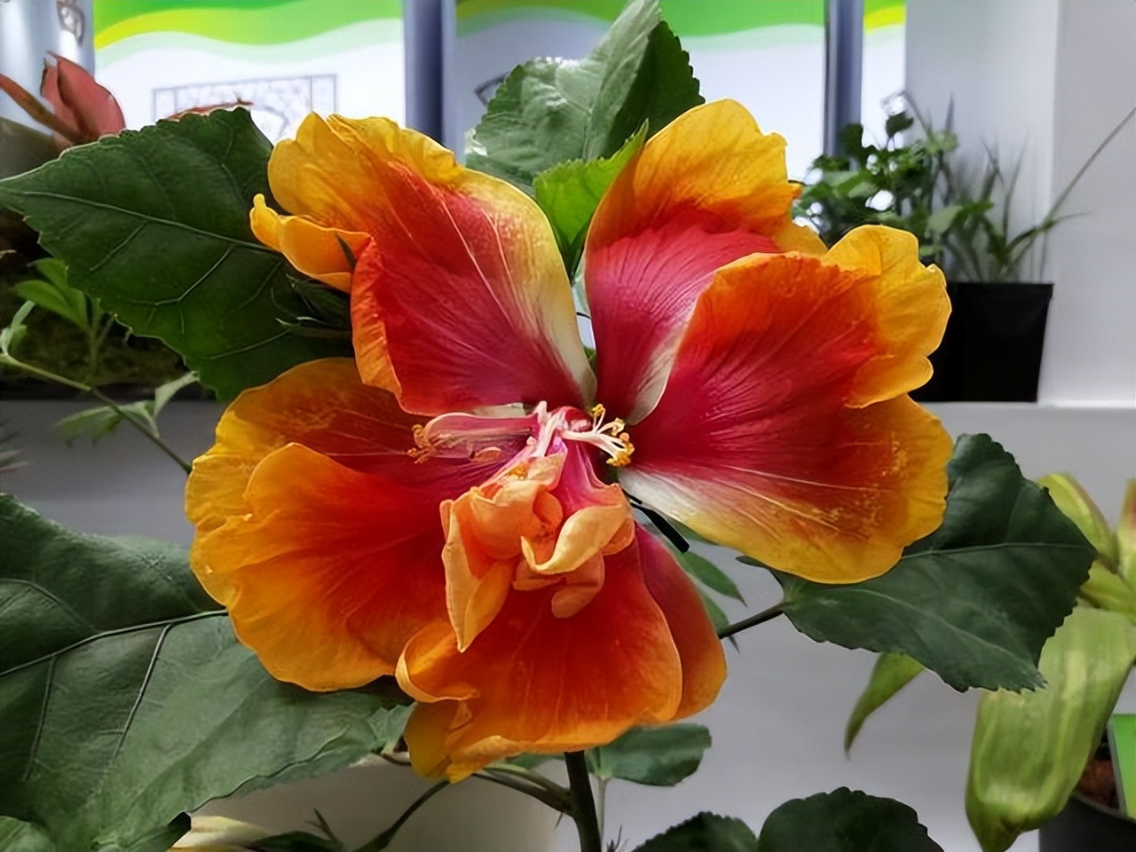 3类花,“白送”都别要,明白人都往外扔,可别再往家带了