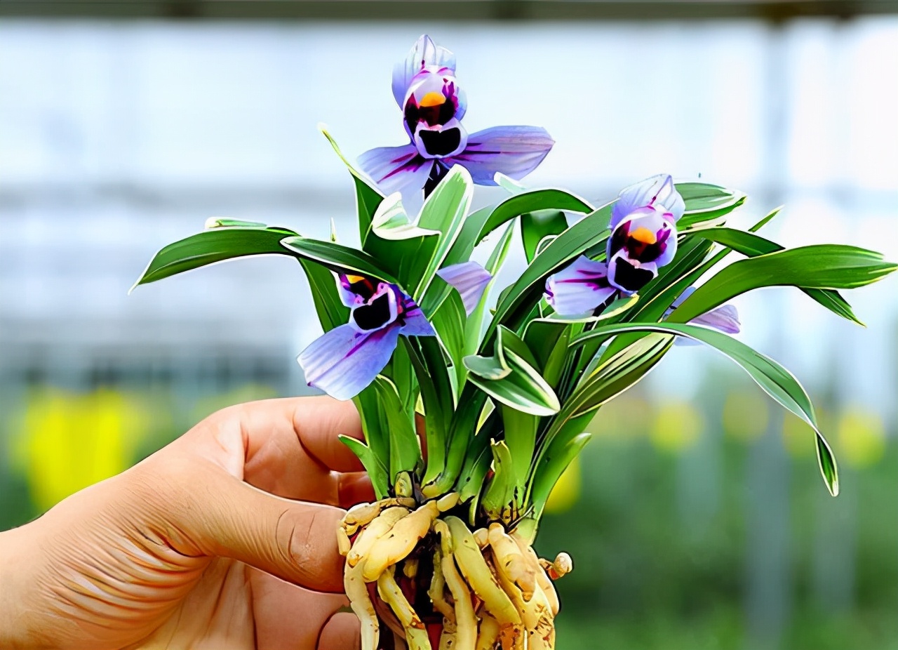 建兰紫月荷是真的吗,建兰紫月荷价格