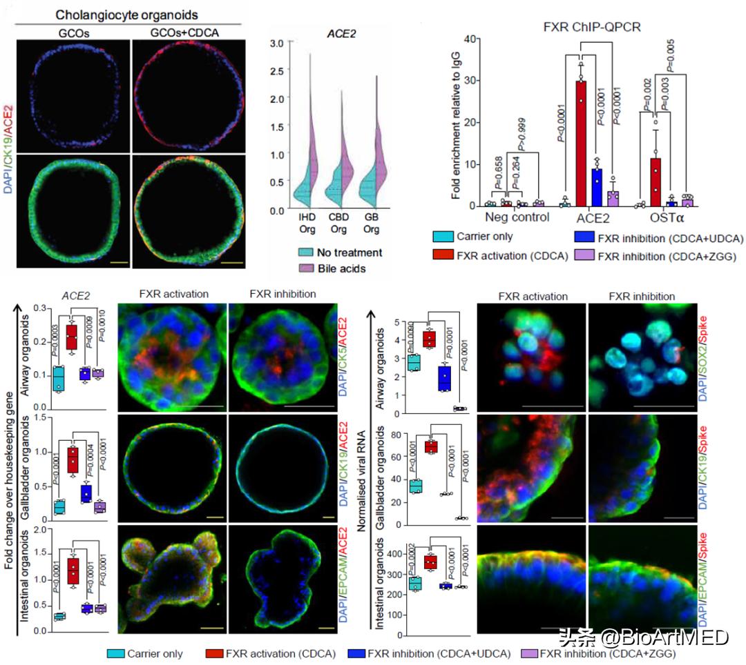 靶向FXR信号的SARS-CoV-2预防新策略​