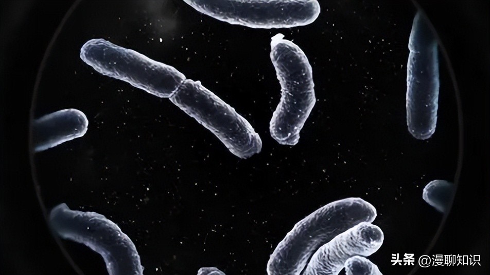 马传染病的传播,马传染性子宫炎