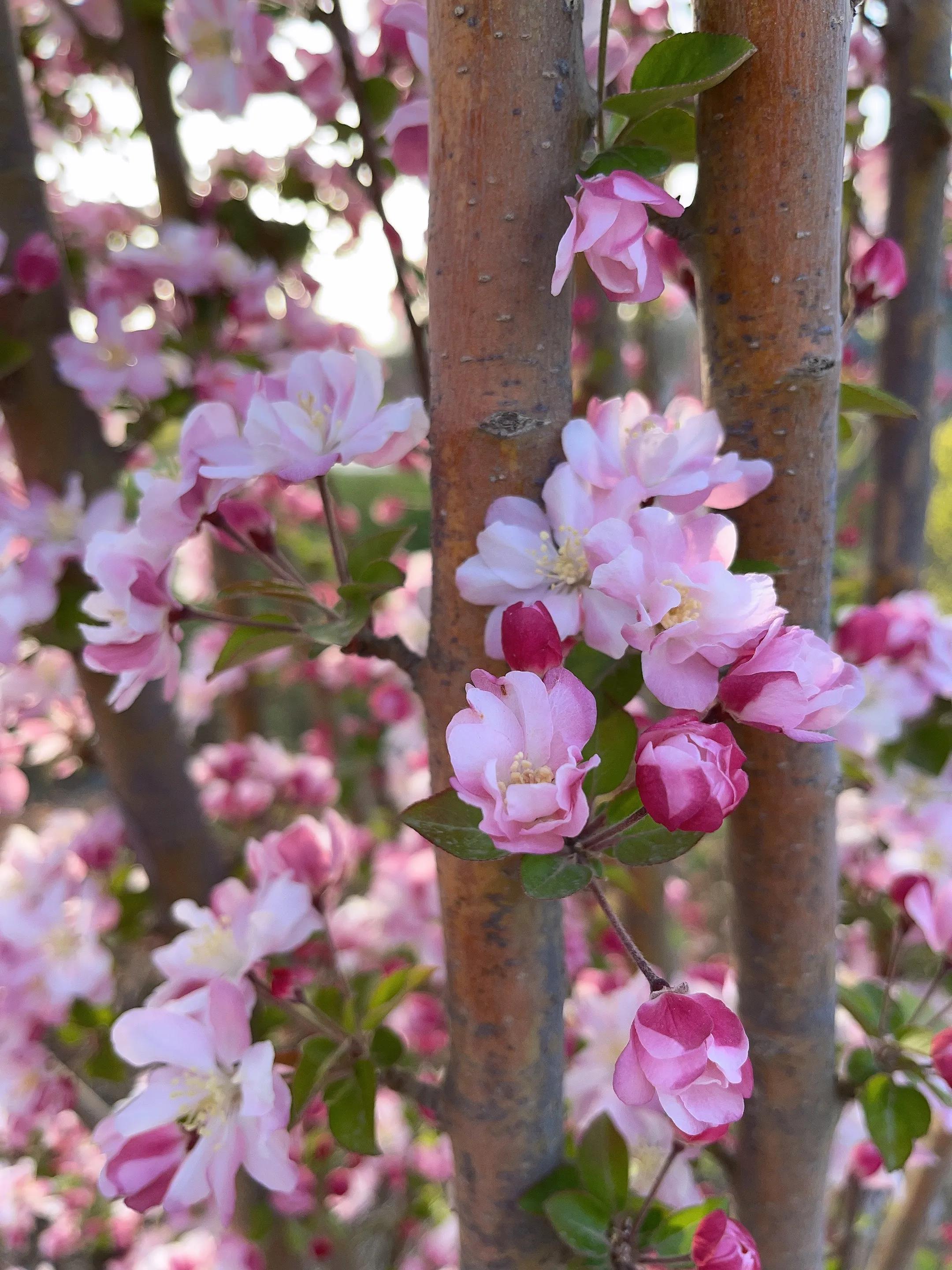 年年盼等海棠开忽然一日都海棠明媚*光春**花灿烂海棠开后果果红元姆
