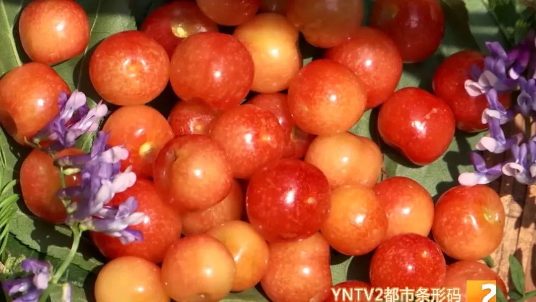 皮薄水樱桃,正宗的樱桃沟大樱桃已成熟