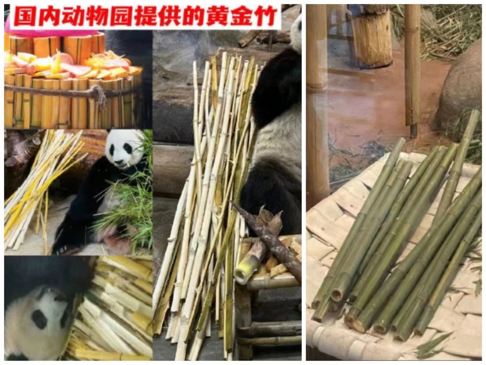 万人*愿请**国宝回家，留美熊猫遭遇了什么？