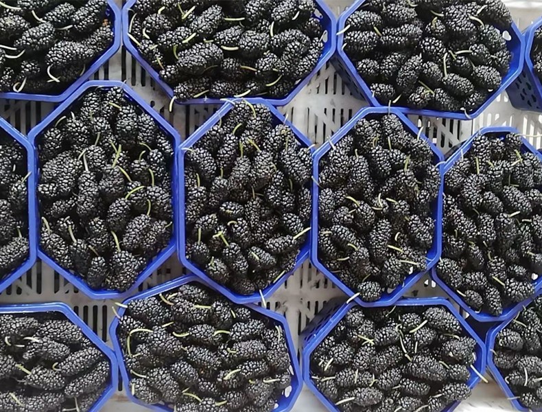 夏季遇到这碱性水果别错过,夏季多吃这六种碱性水果