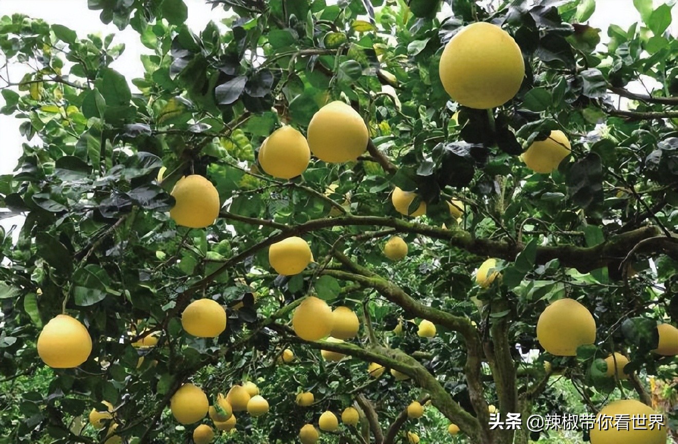 宁德大黄鱼之乡攻略,霞浦大黄鱼之乡图片