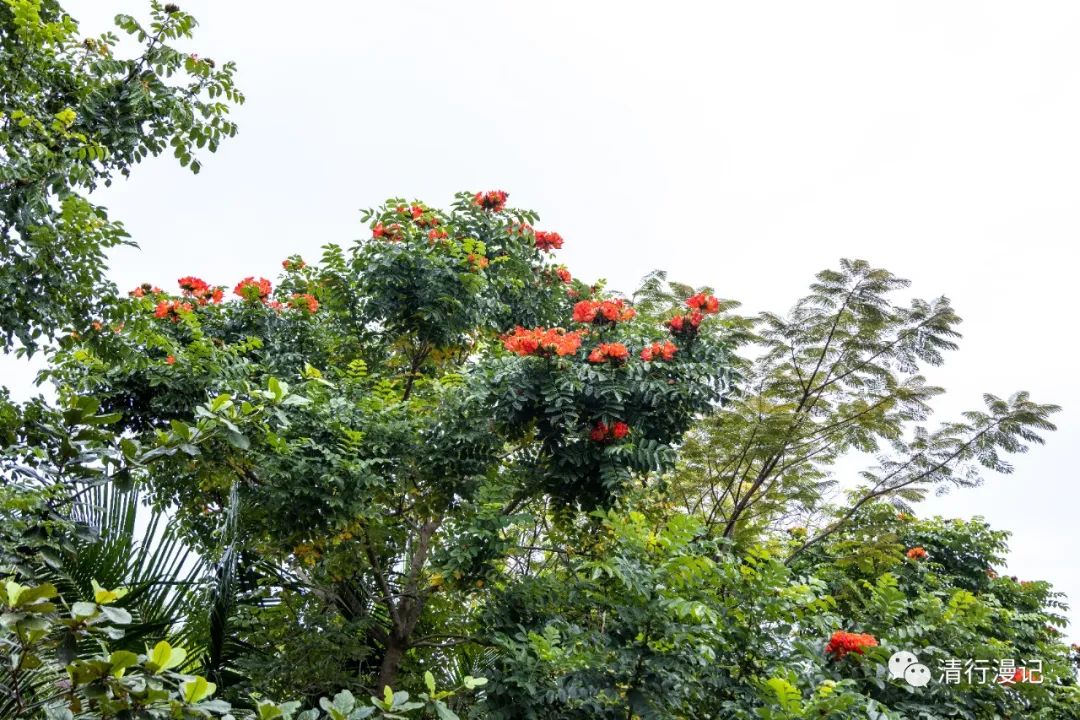 海南人去南湾猴岛,海南三亚南湾猴岛门票