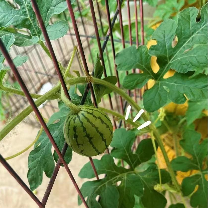 西瓜叶子缩卷发黄怎么回事,西瓜苗缓苗期叶子发蔫卷缩咋回事