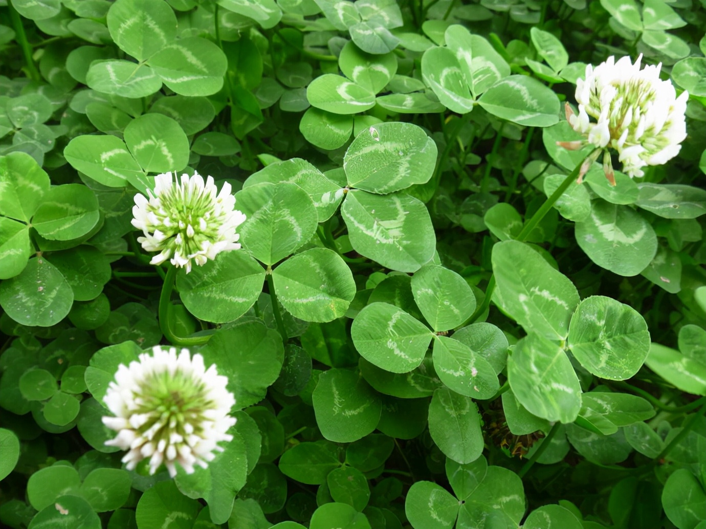 果园里的杂草怎么消灭最好,果园杂草太多如何科学控草