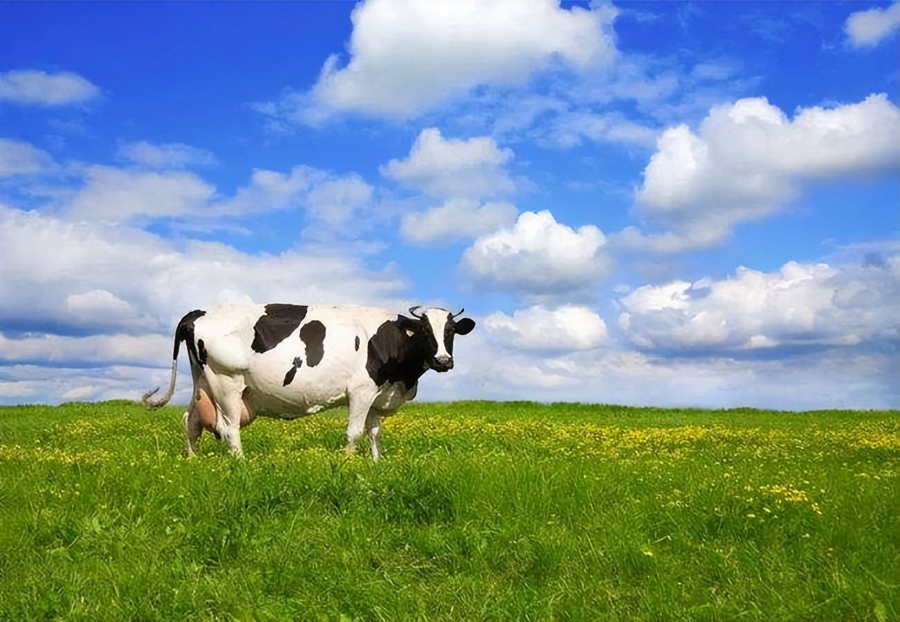 天价牛奶占领超市货柜，背后是智商税吗，那它又贵在了哪里？
