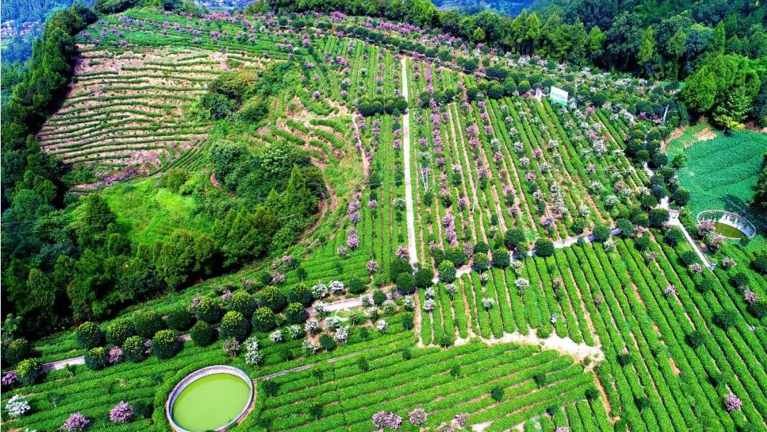 四川广元最好的特产,广元特产有哪些值得带