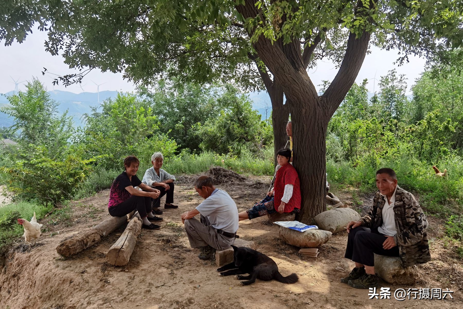 老人在山上养了两条狼狗,山里老人养的大狗