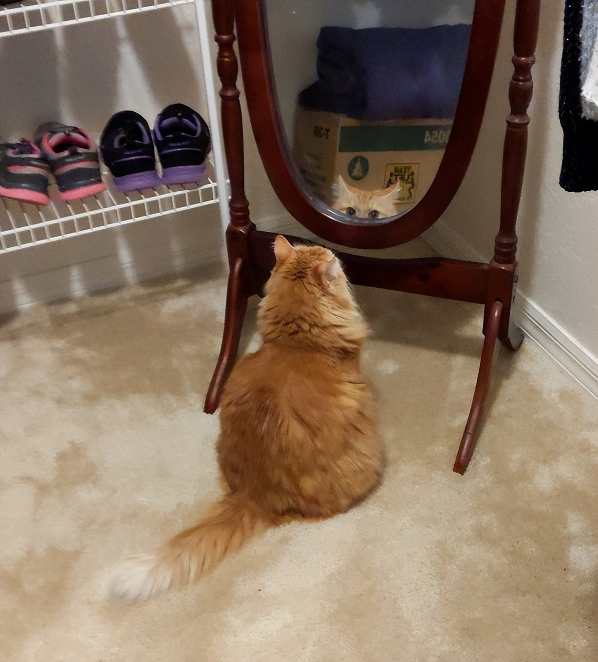 盘点那些奇怪的小猫咪搞笑的日常,盘点那些奇怪的小猫咪