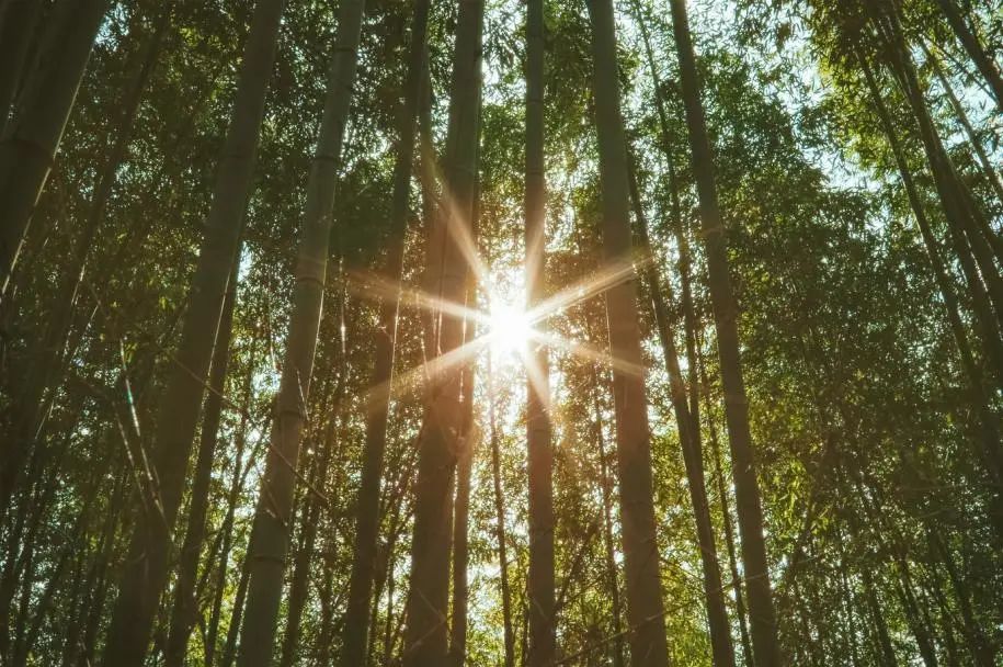 莱姆精油配方,莱姆精油百科