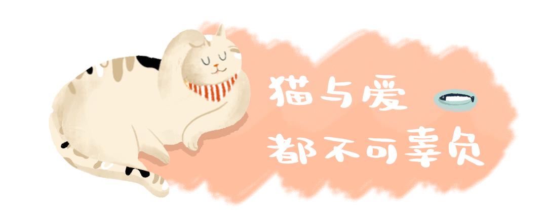 兽医讲解猫生病,聊聊猫咪常见疾病