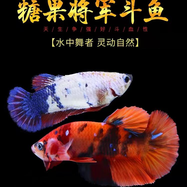 新手养观赏鱼全过程,新手养鱼入门基础教程小观赏鱼