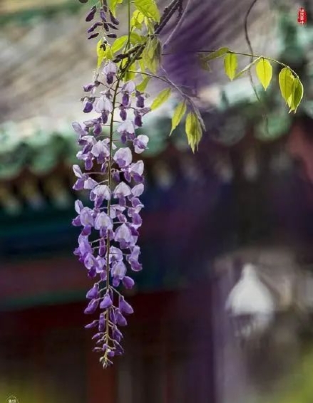 清明北京周边一日游景点推荐,清明节去哪里旅游比较好玩呢北京