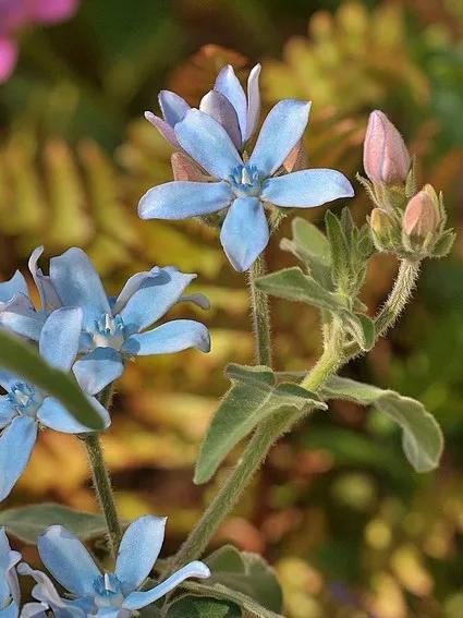 罕见漂亮的鲜花,全球最漂亮的鲜花