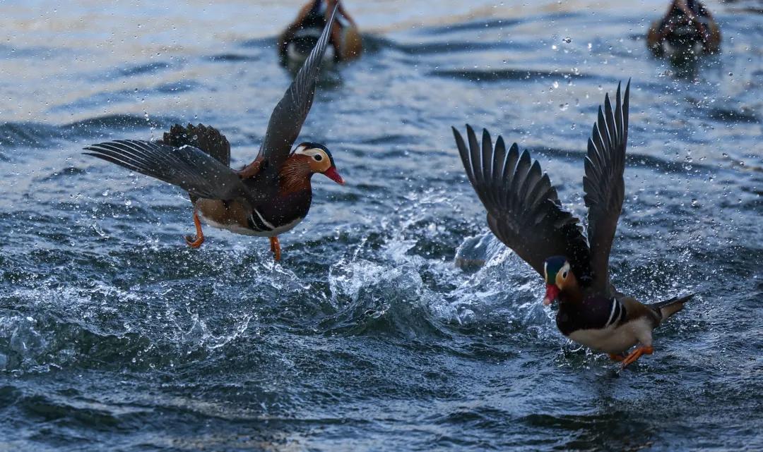 佳能eosr跟rp哪个好,佳能eosr3发布视频