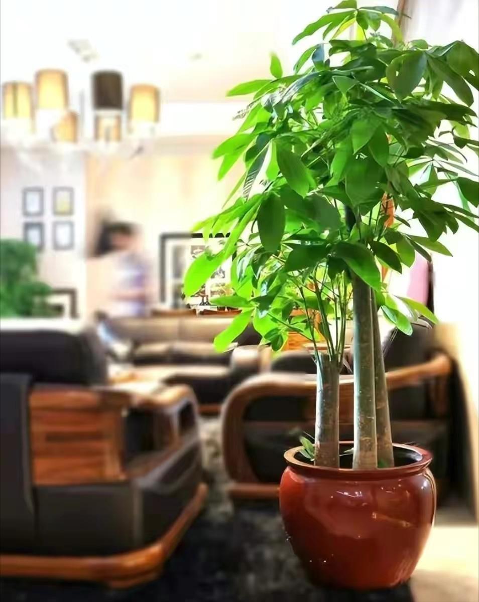 四种镇宅之花,100种镇宅花卉大全