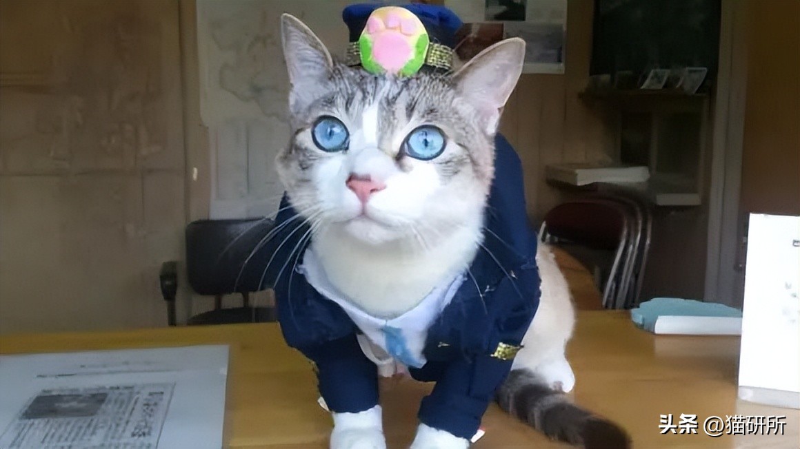 盘点那些有铁头功的猫咪 (盘点世界上那些有编制的猫咪)