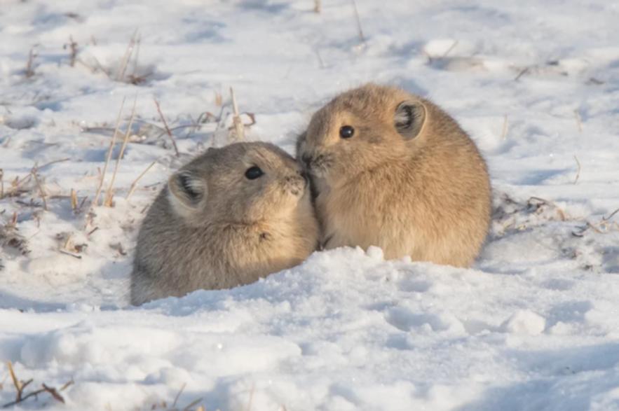 高原鼠兔是易危还是濒危,高原鼠兔到底有多可怕