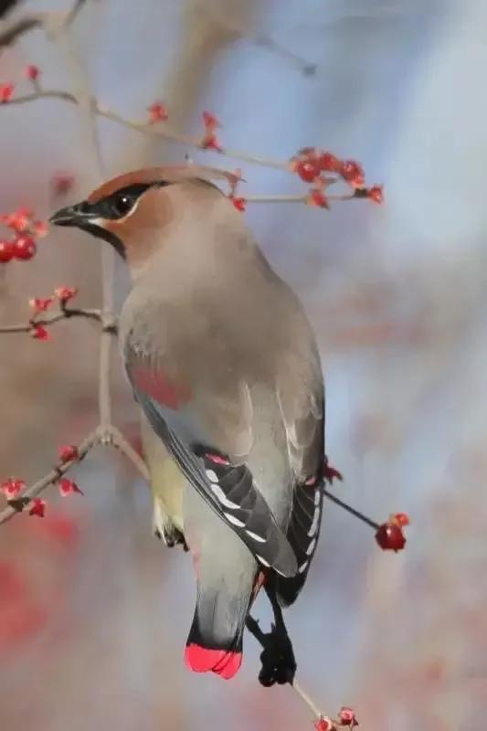 太平鸟图片大鸟,太平鸟图片大全高清壁纸