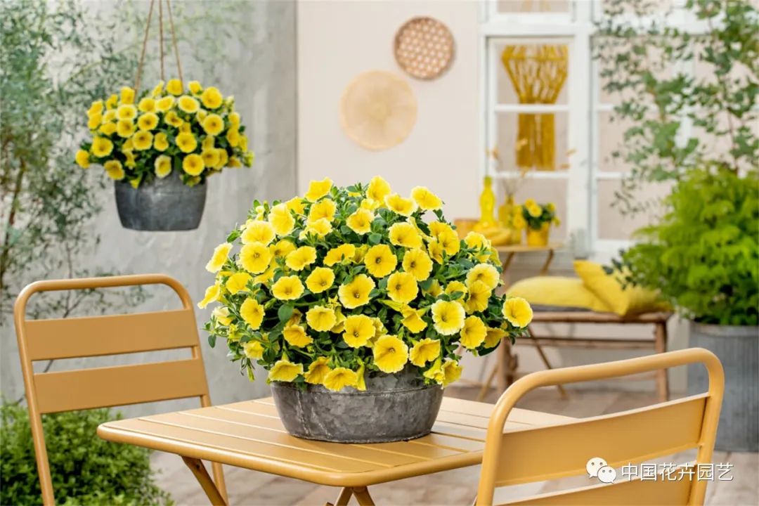 鑺卞崏鍝佺灞曠ず,鏂颁紭鑺卞崏鍝佺灞曠ず