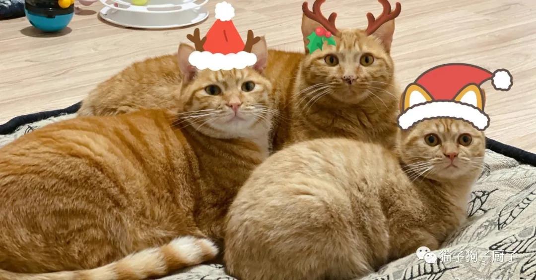 新型猫瘟出现黄疸,新型猫瘟发现得早能治好吗