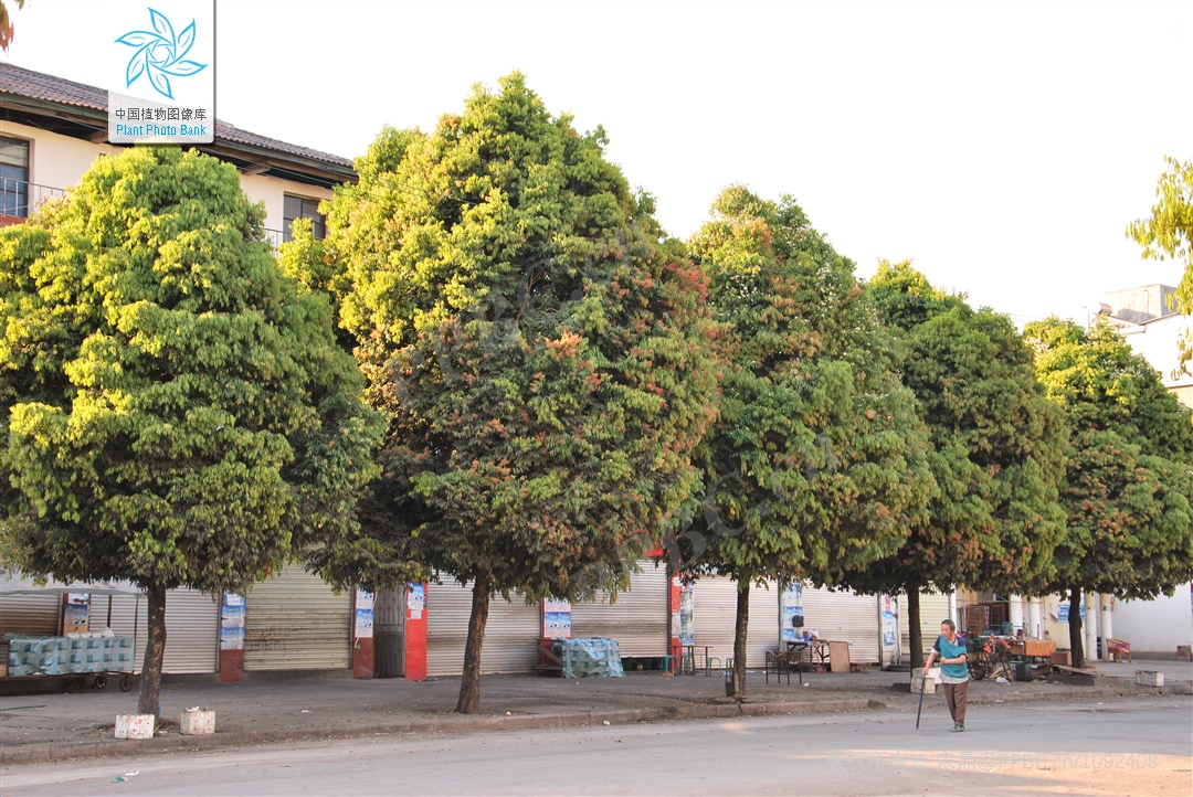 铁刀木和松木哪个好,铁力木和铁刀木哪个更好