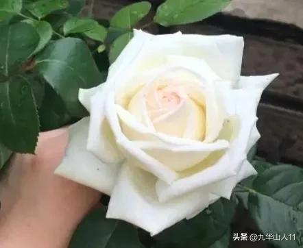 大花浓香勤花的月季品种,大花月季品种介绍大全图片及价格