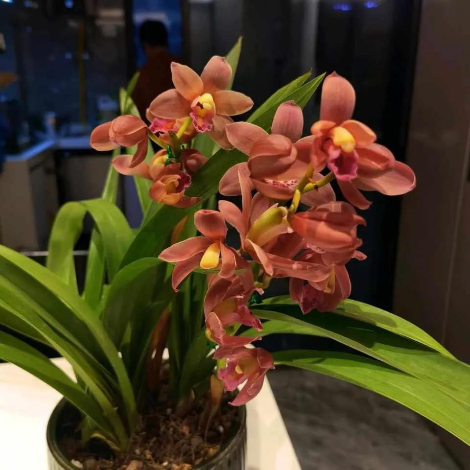 养花5个坏习惯你中了几条,养花黄叶变绿最快方法