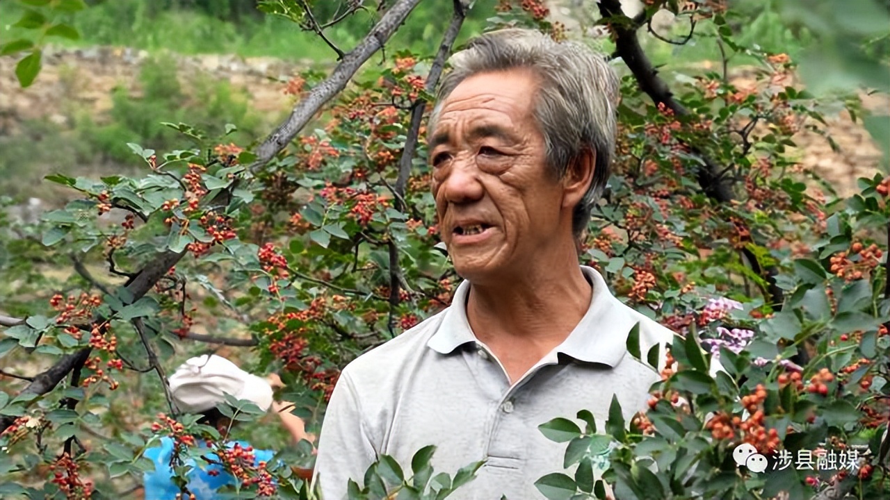 邯郸涉县花椒多少钱一斤,花椒喜获丰收