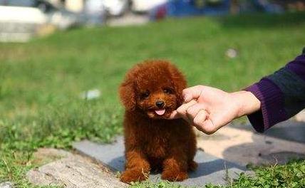 怎么避免泰迪被其他狗狗咬,如何防止泰迪犬吠