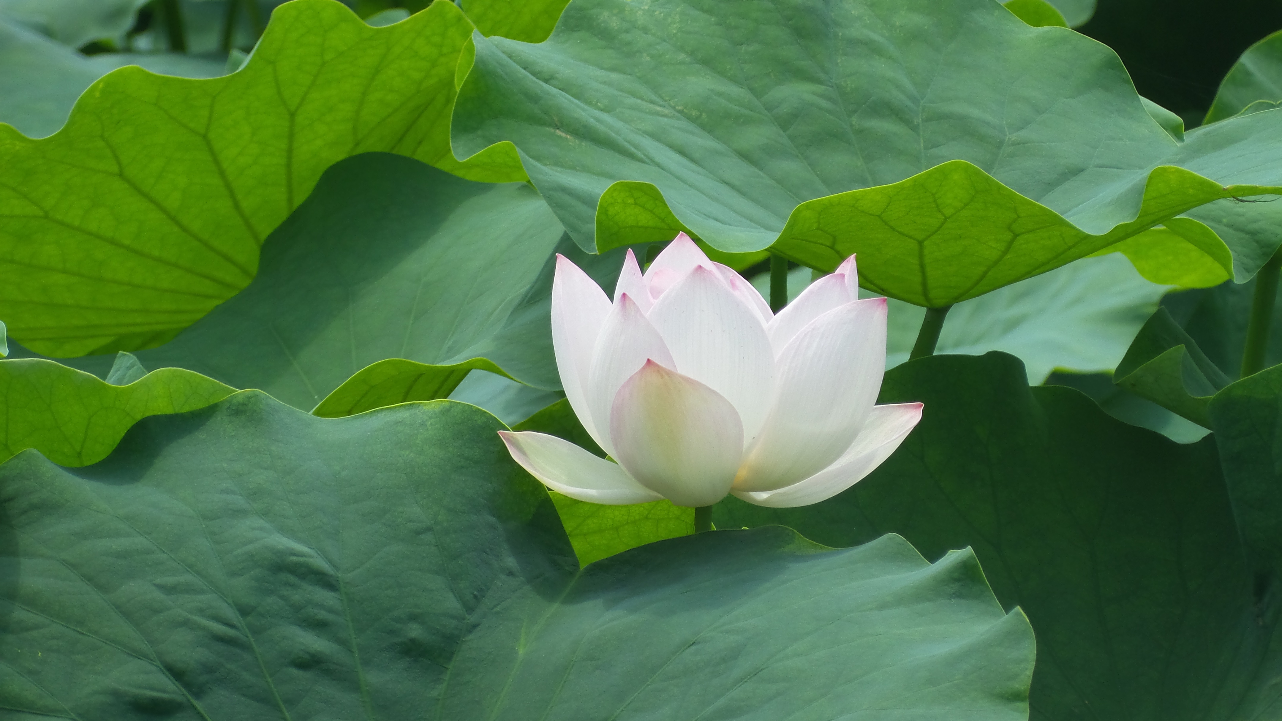 烈日炎炎赏荷花清凉一夏,京郊赏荷领略夏日之美