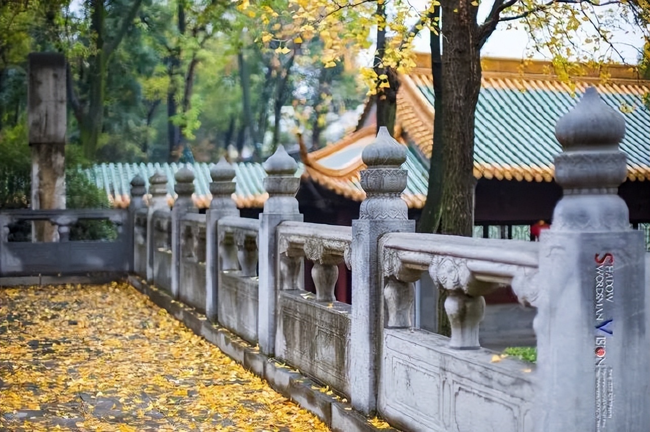 每一片银杏都不会辜负秋天,银杏从来不负秋原唱