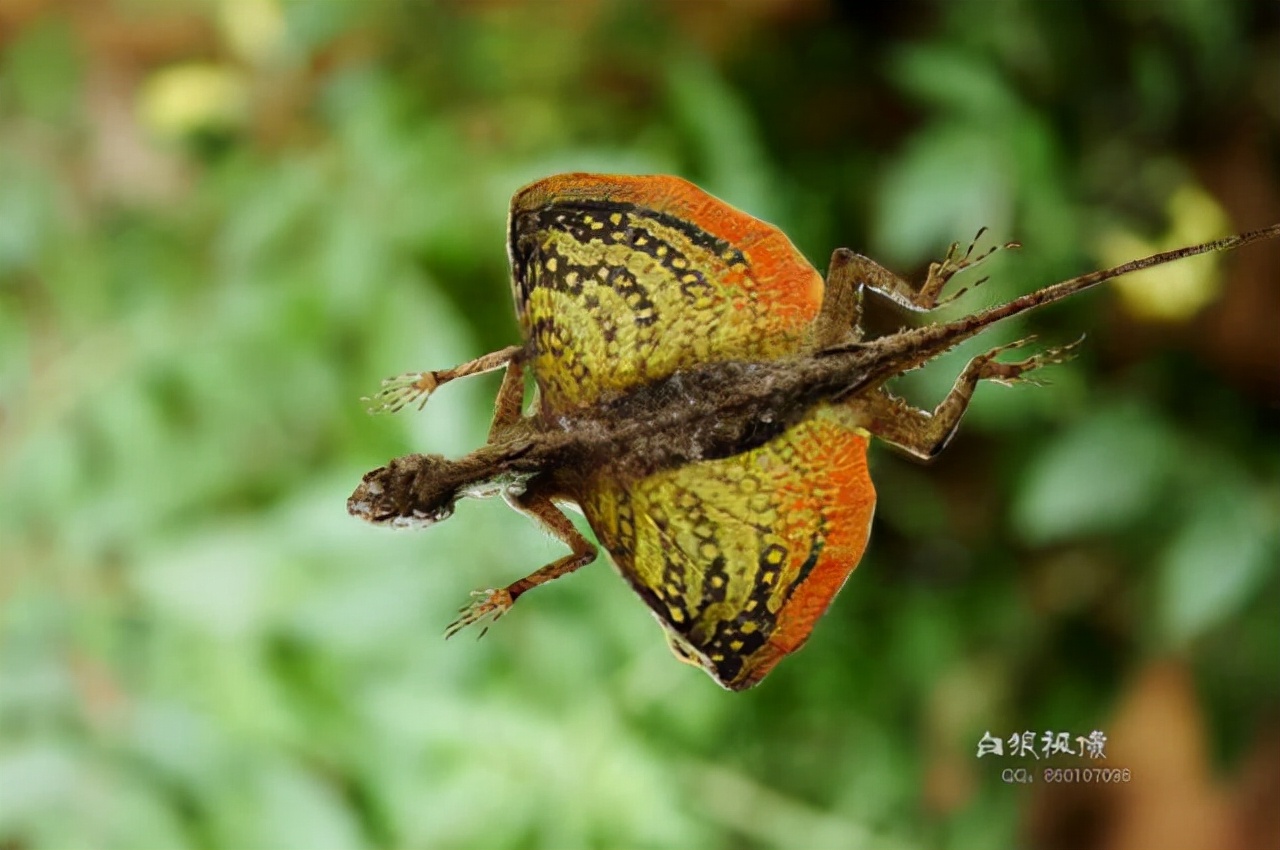 80张神奇偶然瞬间，环形闪电，海蛇和最毒石斑鱼互咬，骑骆驼拍照